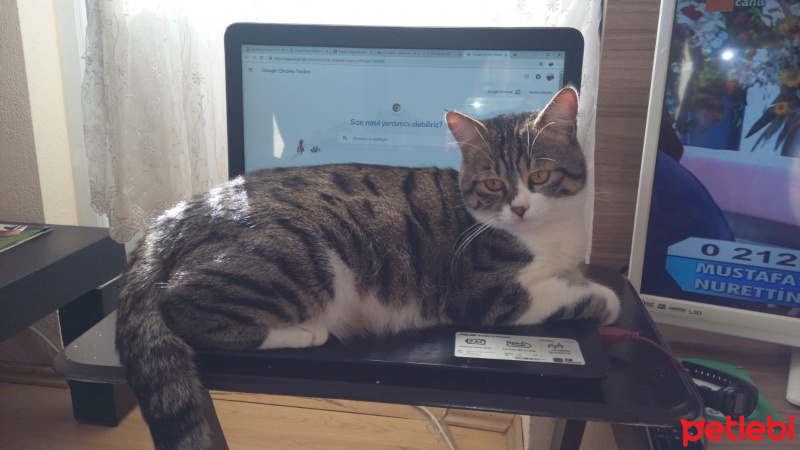 Tekir Kedi, Kedi  Çaki fotoğrafı