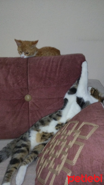 Tekir Kedi, Kedi  Çaki fotoğrafı