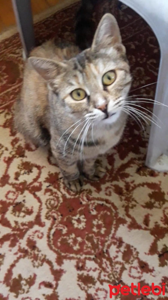 Tekir Kedi, Kedi  Nemo fotoğrafı