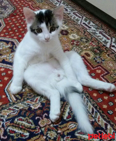 American Shorthair, Kedi  Koca Kafa fotoğrafı