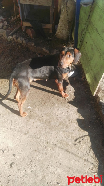 Pointer, Köpek  Heidi fotoğrafı