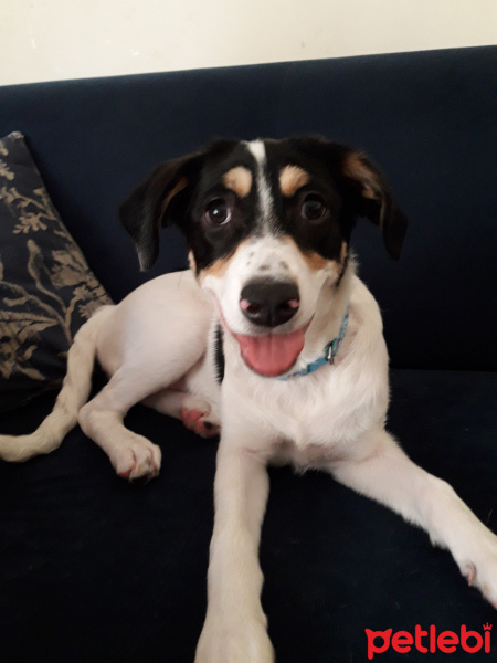 Jack Russell Terrier, Köpek  Teddy fotoğrafı