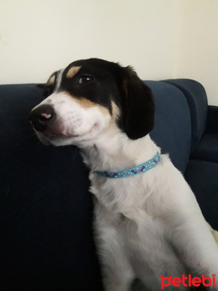 Jack Russell Terrier, Köpek  Teddy fotoğrafı