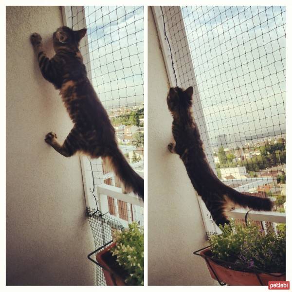 Maine Coon, Kedi  pofuduk fotoğrafı