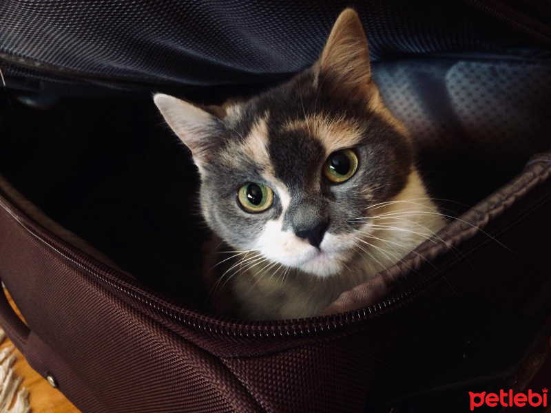 İran Kedisi (Persian), Kedi  Mia fotoğrafı