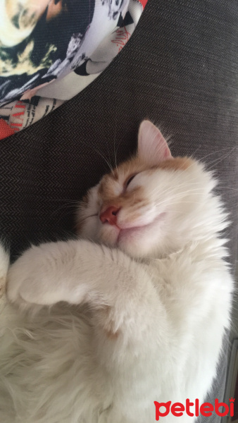 Sarman, Kedi  Ruby fotoğrafı