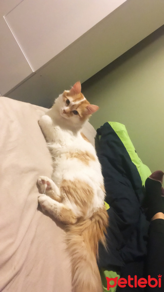 Sarman, Kedi  Ruby fotoğrafı