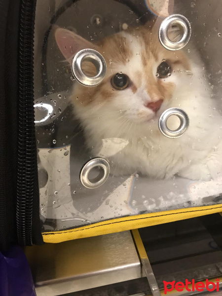 Sarman, Kedi  Ruby fotoğrafı