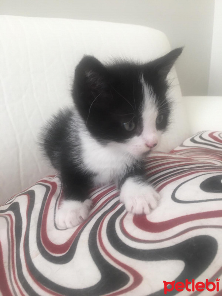 Tuxedo (Smokin) Kedi, Kedi  . fotoğrafı