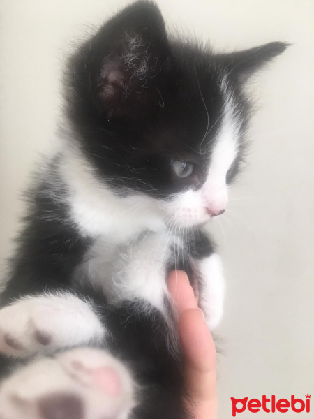 Tuxedo (Smokin) Kedi, Kedi  . fotoğrafı