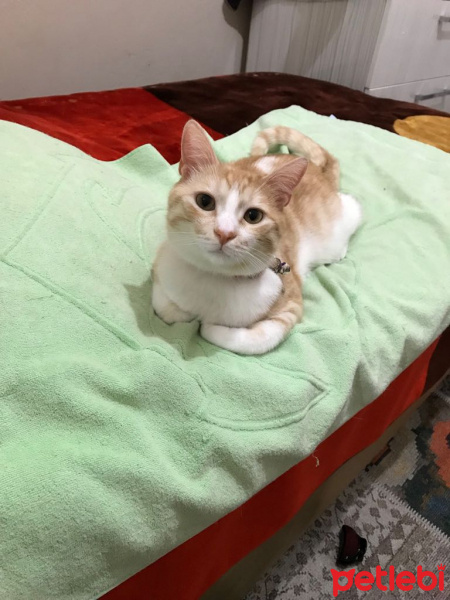 Tekir Kedi, Kedi  Ginger fotoğrafı