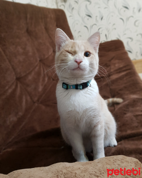Sarman, Kedi  Luna fotoğrafı