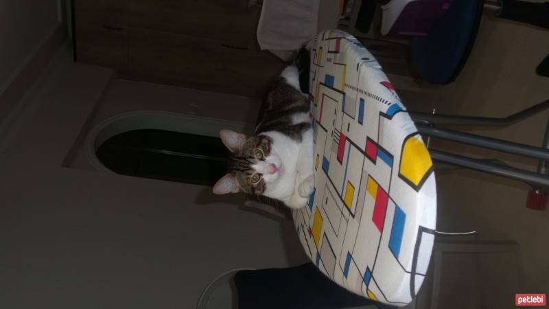 Soke, Kedi  Böcek fotoğrafı