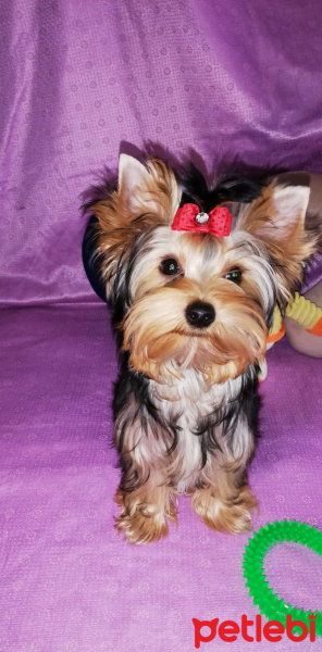Yorkshire Terrier, Köpek  Boby fotoğrafı