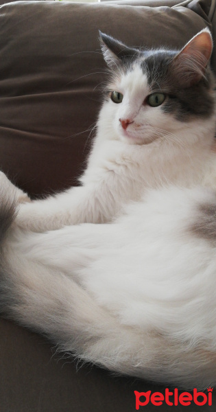 Tekir Kedi, Kedi  Arya fotoğrafı