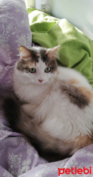 Tekir Kedi, Kedi  Arya fotoğrafı