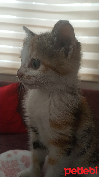 Tekir Kedi, Kedi  Susam fotoğrafı