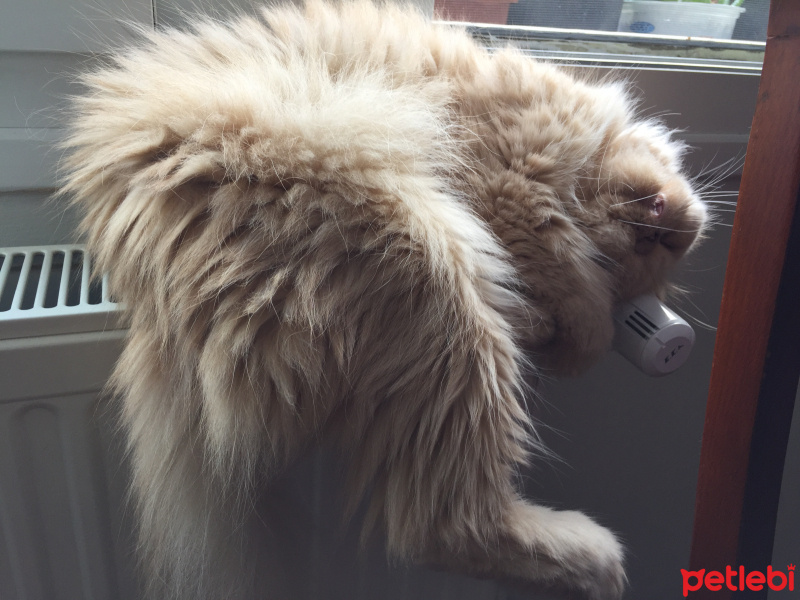 İran Kedisi (Persian), Kedi  tarçın fotoğrafı