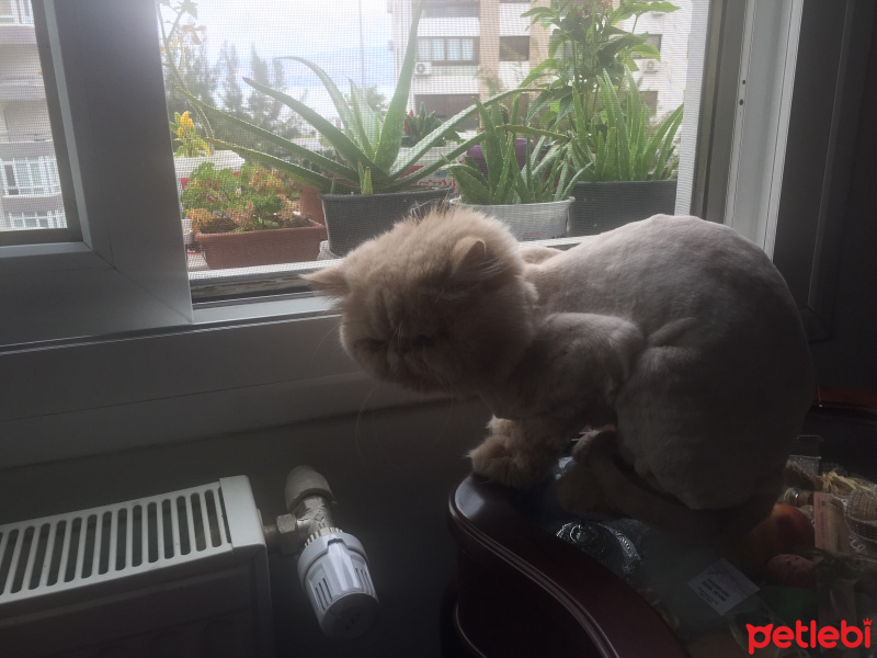 İran Kedisi (Persian), Kedi  tarçın fotoğrafı
