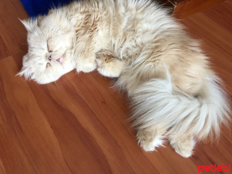 İran Kedisi (Persian), Kedi  tarçın fotoğrafı