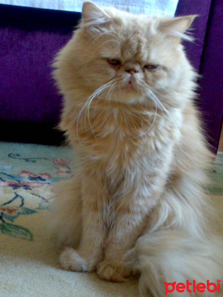 İran Kedisi (Persian), Kedi  tarçın fotoğrafı