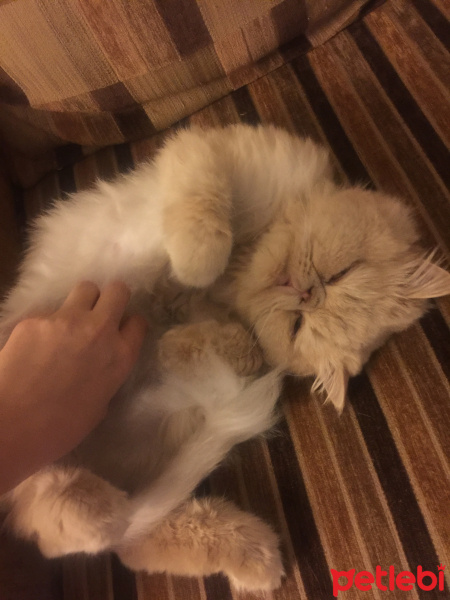 İran Kedisi (Persian), Kedi  tarçın fotoğrafı