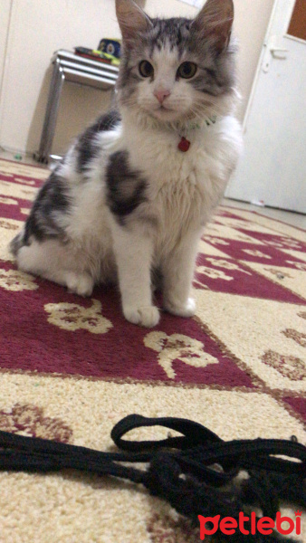 Tekir Kedi, Kedi  Bulut fotoğrafı