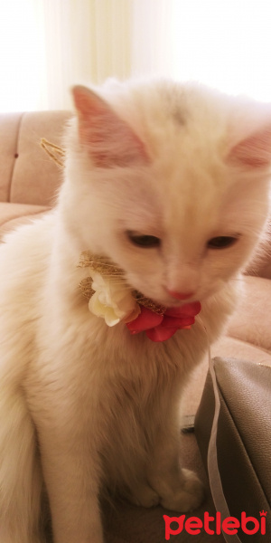 Ankara Kedisi, Kedi  şirin fotoğrafı