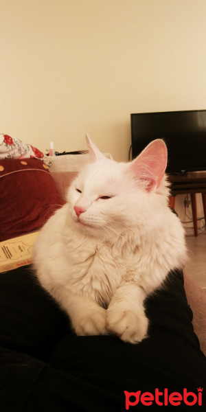 Ankara Kedisi, Kedi  şirin fotoğrafı