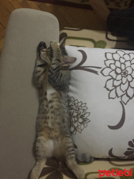 Tekir Kedi, Kedi  Mona fotoğrafı