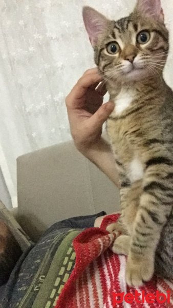 Tekir Kedi, Kedi  Mona fotoğrafı