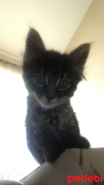 Tekir Kedi, Kedi  henüz bir adı yok fotoğrafı