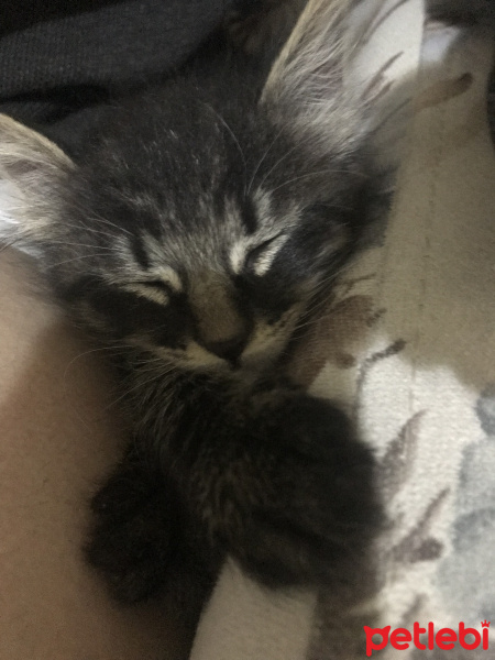 Tekir Kedi, Kedi  henüz bir adı yok fotoğrafı