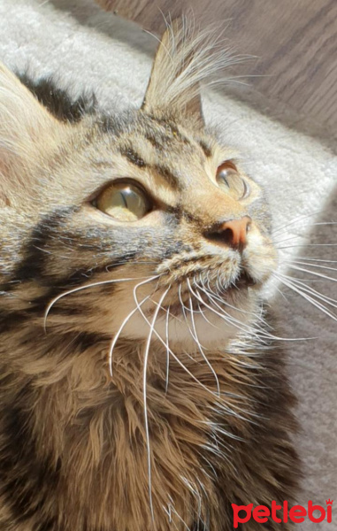 Tekir Kedi, Kedi  Neptün fotoğrafı