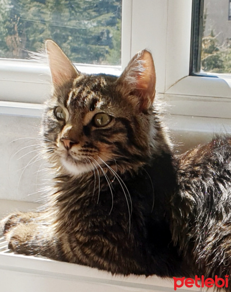 Tekir Kedi, Kedi  Neptün fotoğrafı