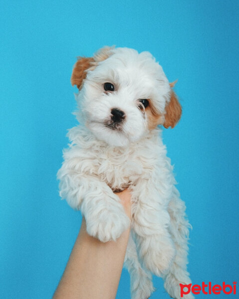 West Highland White Terrier, Köpek  Louis fotoğrafı