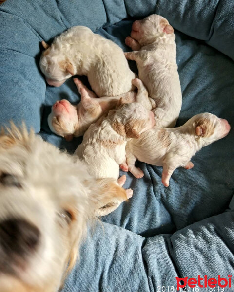 West Highland White Terrier, Köpek  Louis fotoğrafı