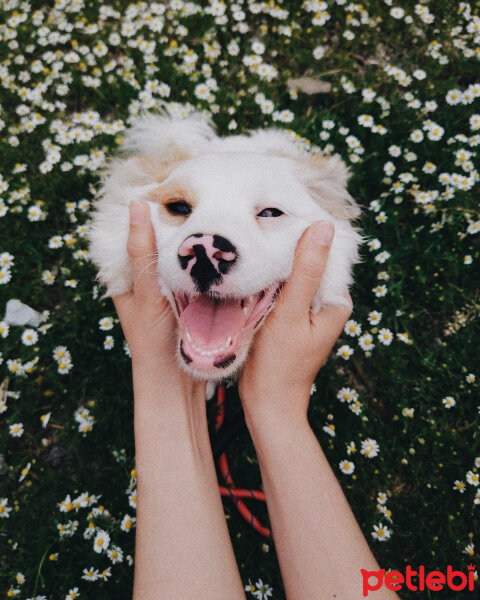 West Highland White Terrier, Köpek  Louis fotoğrafı