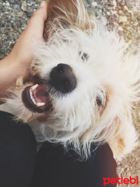 West Highland White Terrier, Köpek  Louis fotoğrafı