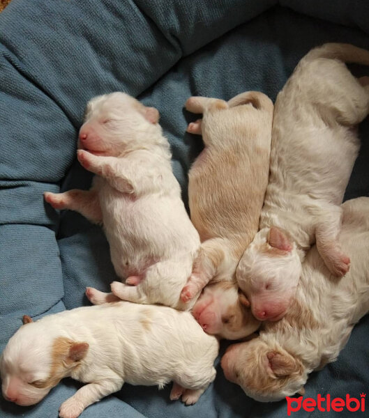 West Highland White Terrier, Köpek  Louis fotoğrafı