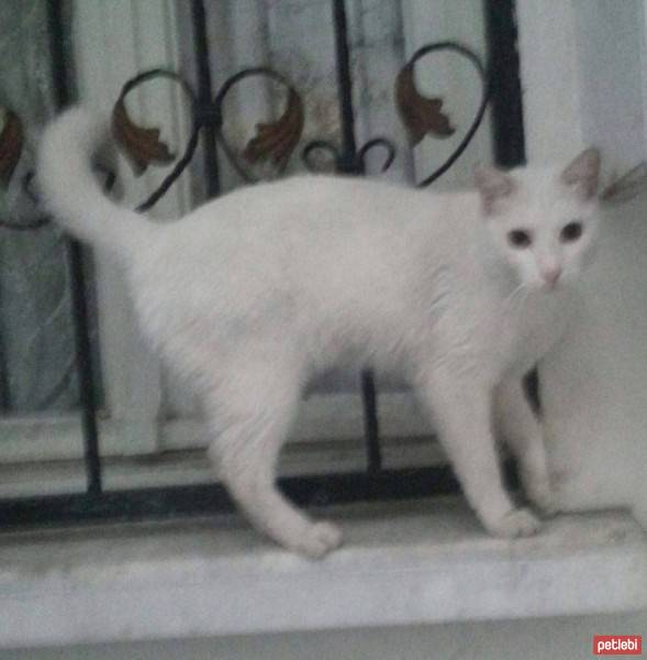 Ankara Kedisi, Kedi  İSMİ YOK SİZ KOYUN :) fotoğrafı