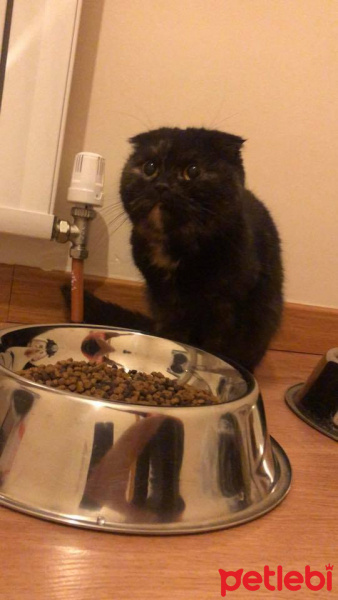 Scottish Fold, Kedi  mia fotoğrafı