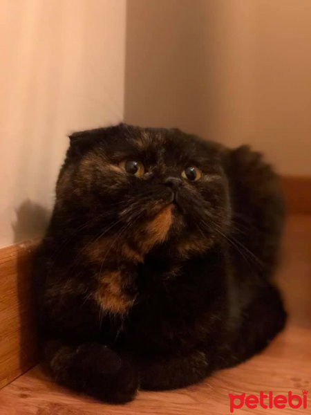 Scottish Fold, Kedi  mia fotoğrafı