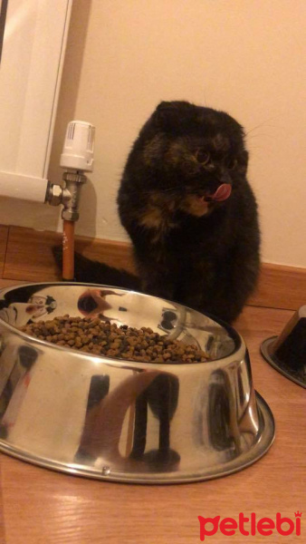 Scottish Fold, Kedi  mia fotoğrafı