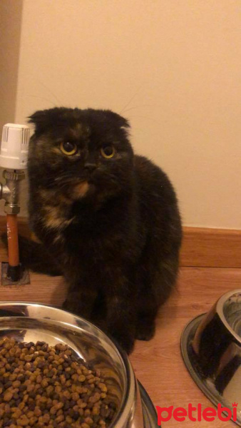 Scottish Fold, Kedi  mia fotoğrafı