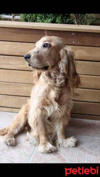 İngiliz Cocker Spaniel, Köpek  Tarçın fotoğrafı