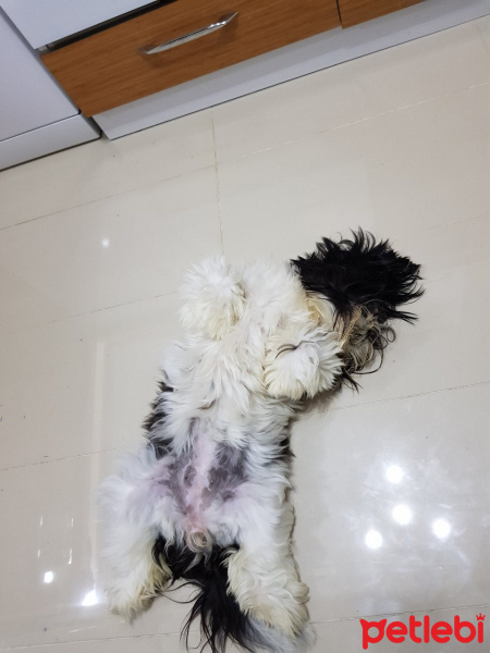 Shih Tzu, Köpek  Köpük fotoğrafı