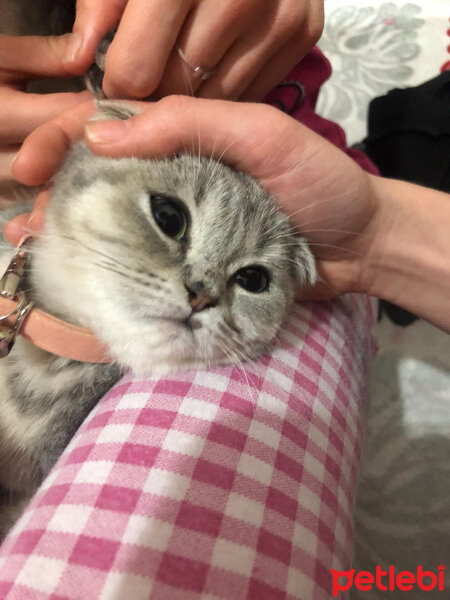 Scottish Fold, Kedi  çakıl fotoğrafı