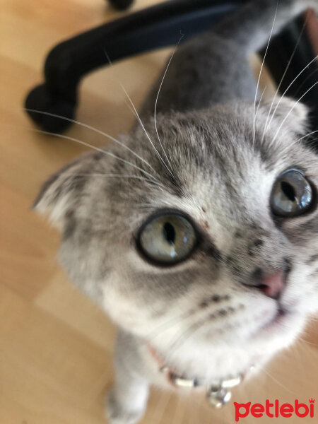 Scottish Fold, Kedi  çakıl fotoğrafı