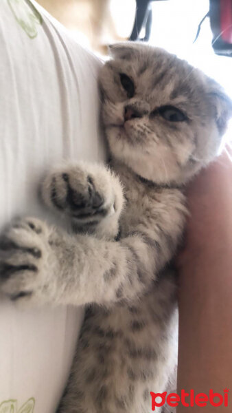 Scottish Fold, Kedi  çakıl fotoğrafı